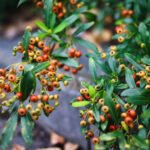 Thumbnail of post image 158