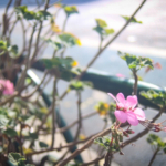 Thumbnail of post image 153