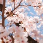 Thumbnail of post image 137